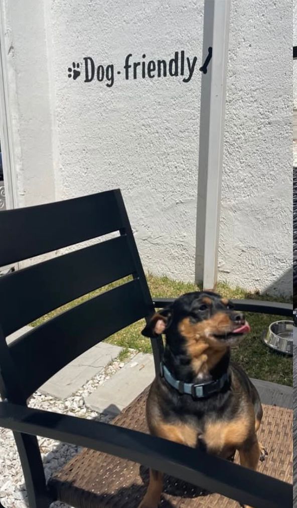 Perrito en Momento Café
