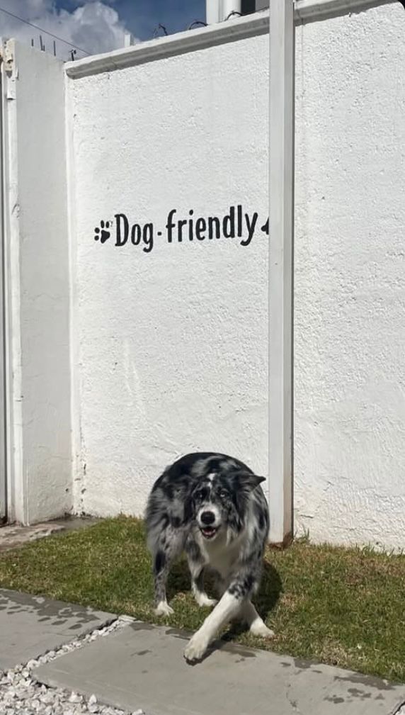 Perrito en Momento Café